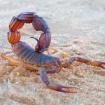 Fatal picadura de un alacrán mata a una niña en Rivas.