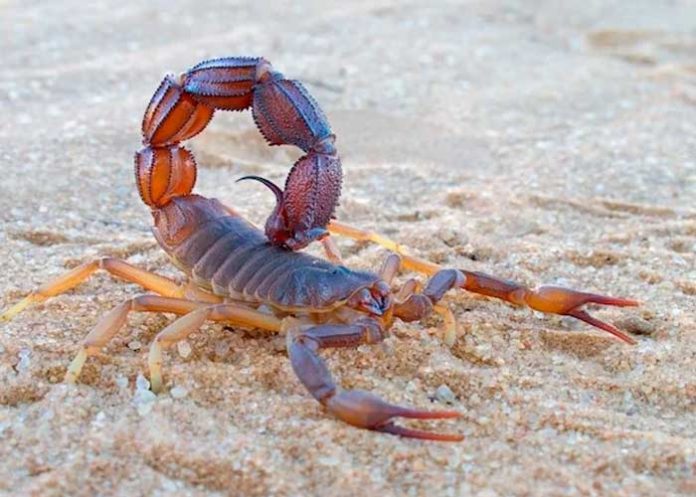 Fatal picadura de un alacrán mata a una niña en Rivas.