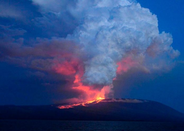 El volcán Wolf santuario de iguanas rosadas de Galápagos, entra en erupción