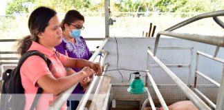 León avanza en el "Programa de Inseminación Porcina"