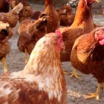 400 mil gallinas mueren en Uruguay debido a la ola de calor 400 mil gallinas mueren en Uruguay debido a la ola de calor