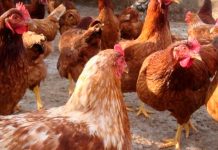 400 mil gallinas mueren en Uruguay debido a la ola de calor 400 mil gallinas mueren en Uruguay debido a la ola de calor