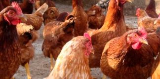 400 mil gallinas mueren en Uruguay debido a la ola de calor