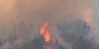Incendios forestales en Argentia continúan afectando varias provincias