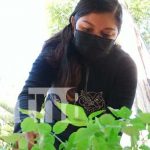 Joven inicia emprendimiento con «Patio saludable» en Masaya Joven inicia emprendimiento con patio saludable en Masaya