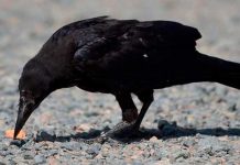 Conoce los cuervos que cooperan con la limpieza en Suecia Conoce los cuervos que cooperan con la limpieza en Suecia