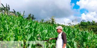 El MEFCCA garantiza seguridad alimentaria en el Caribe Norte