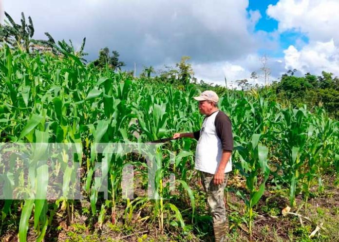 El MEFCCA garantiza seguridad alimentaria en el Caribe Norte