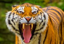 TRAGEDIA: Tigre arranca la mano de su cuidadora y ataca a dos personas en Japón