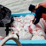 Decomisan cargamento de pepino de mar trasladado ilegalmente a Bilwi Decomisan cargamento de pepino de mar trasladado ilegalmente a Bilwi