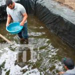 Entregan alevines de Tilapia en Río San Juan