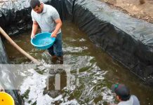 Entregan alevines de Tilapia en Río San Juan Entregan alevines de Tilapia en Río San Juan