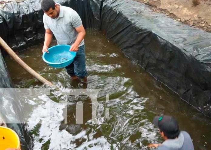 Entregan alevines de Tilapia en Río San Juan
