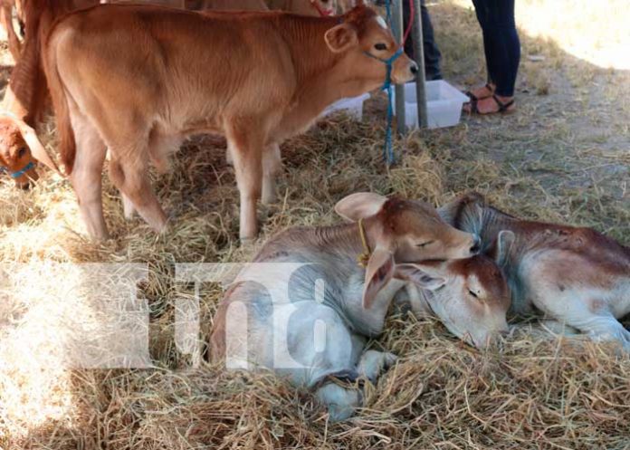 Inician programa de inseminación artificial en el Caribe Norte