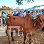 Realizan en Tipitapa Expo Feria Departamental Bovina Genética Realizan en Tipitapa Expo Feria Departamental Bovina Genética