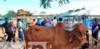 Realizan en Tipitapa Expo Feria Departamental Bovina Genética