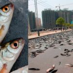 Peces caen del cielo en una ciudad de Texas, Estados Unidos