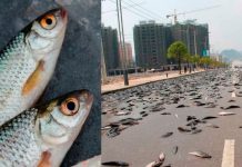 Peces caen del cielo en una ciudad de Texas, Estados Unidos