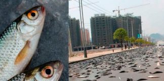 Peces caen del cielo en una ciudad de Texas, Estados Unidos