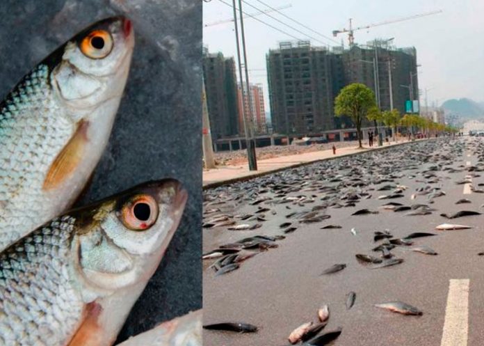 3.1 Peces caen del cielo en una ciudad de Texas, Estados Unidos
