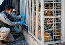 Zoológico en Chile comienza a vacunar a animales contra el COVID-19