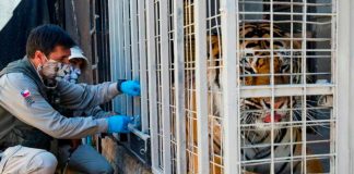 Zoológico en Chile comienza a vacunar a animales contra el COVID-19