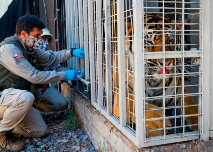 Zoológico en Chile comienza a vacunar a animales contra el COVID-19