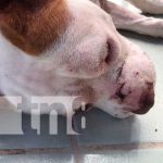 Canino recibe múltiples heridas por un sujeto en Juigalpa Canino recibe múltiples heridas por un sujeto en Juigalpa