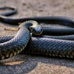 Un hombre aparece muerto y rodeado con 124 serpientes en EE.UU.