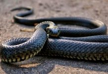 Un hombre aparece muerto y rodeado de 124 serpientes en EE.UU. Un hombre aparece muerto y rodeado con 124 serpientes en EE.UU.