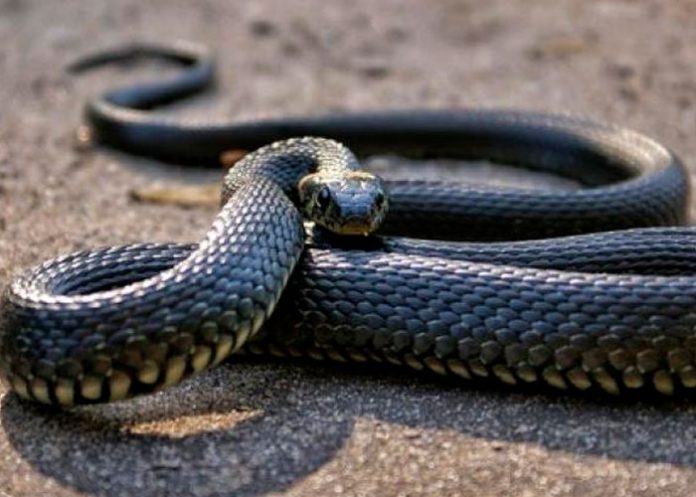 44 Un hombre aparece muerto y rodeado con 124 serpientes en EE.UU.