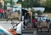 Rápido y furioso: Toro suelto por las calles de Juigalpa (Video) Rápido y furioso: Toro suelto por las calles de Juigalpa