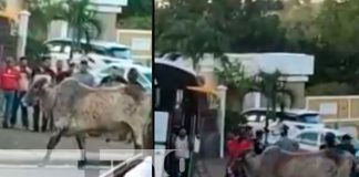 Rápido y furioso: Toro suelto por las calles de Juigalpa
