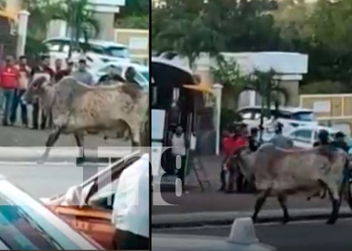 Rápido y furioso: Toro suelto por las calles de Juigalpa