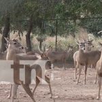 Zoocriadero más grande del país de "venados cola blanca", está en Rivas
