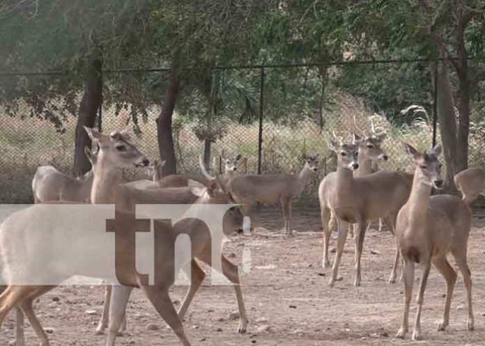 Zoocriadero más grande del país de 