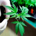 Costa Rica veta parcialmente la legalización de Cannabis Medicinal Costa Rica veta parcialmente la legalización de Cannabis Medicinal