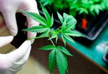 Costa Rica veta parcialmente la legalización de Cannabis Medicinal Costa Rica veta parcialmente la legalización de Cannabis Medicinal