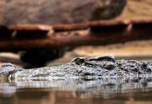 Continua la búsqueda de los restos del hombre desaparecido en un río de cocodrilos