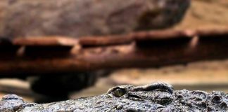 Continua la búsqueda de los restos del hombre desaparecido en un río de cocodrilos