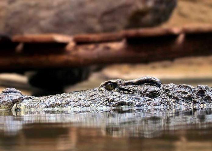 Continua la búsqueda de los restos del hombre desaparecido en un río de cocodrilos