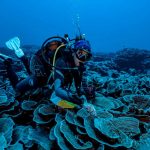Un nuevo arrecife lleno de corales es descubierto en Tahití