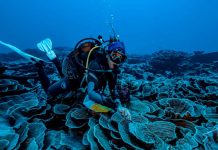 Un nuevo arrecife lleno de corales es descubierto en Tahití