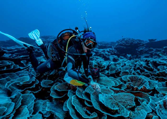 6.2 Un nuevo arrecife lleno de corales es descubierto en Tahití