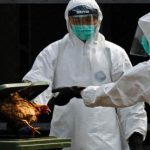 Sacrifican a 18 millones de aves corral en Italia por gripe aviar