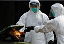 Sacrifican a 18 millones de aves corral en Italia por gripe aviar
