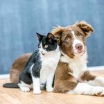 En España entra en vigor ley que reconoce a perros y gatos como «seres vivos» En España entra en vigor ley que reconoce a perros y gatos como "seres vivos"