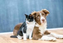 En España entra en vigor ley que reconoce a perros y gatos como «seres vivos» En España entra en vigor ley que reconoce a perros y gatos como "seres vivos"
