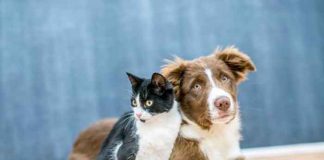 En España entra en vigor ley que reconoce a perros y gatos como "seres vivos"