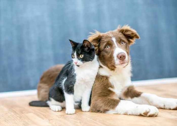 En España entra en vigor ley que reconoce a perros y gatos como 